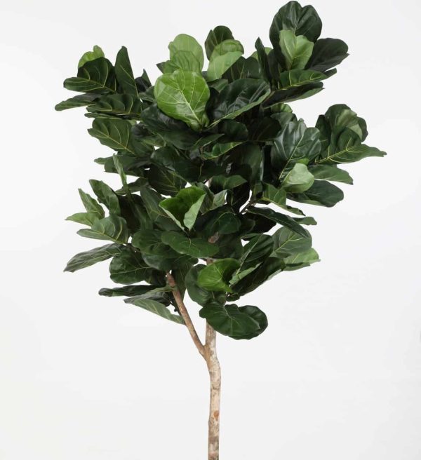 Zijdeplant in pot Fiddle Lyrata Leaf Tree/ Ficus op stam