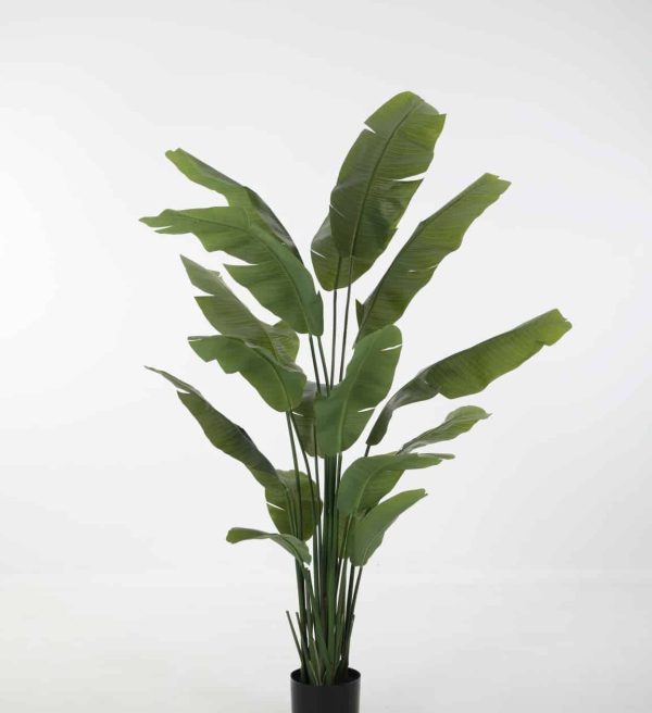 Zijdeplant in pot Strelitzia/ Paradijsvogelbloem