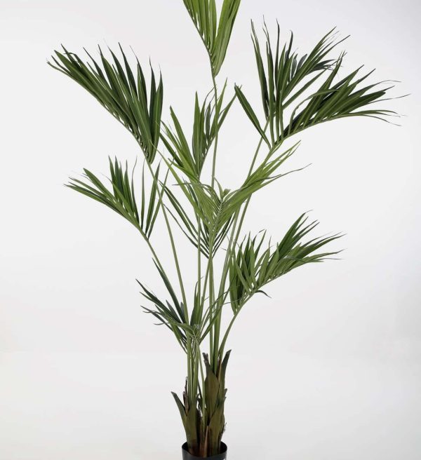 Zijdeplant in pot Kentia Palm/ Palm