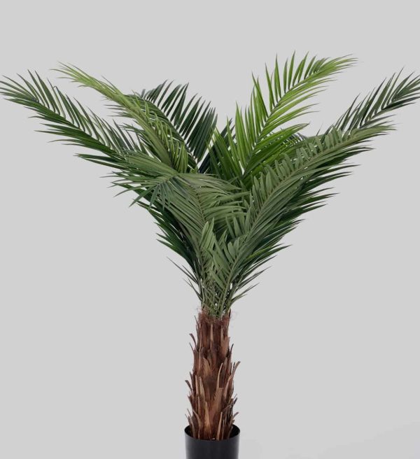 Zijdeplant in pot Phoenix Canarie Palm/ Canarische Dadelpalm