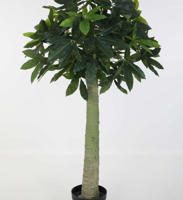 Zijdeplant in pot Pachira Tree/ Water cacao