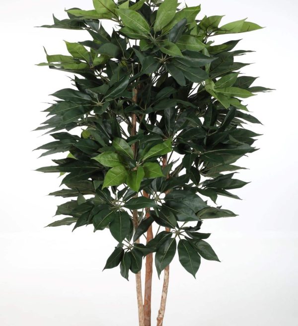 Zijdeplant in pot Schefflera Tree/ Vingerboom