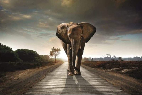 Schilderij Elephant walking on road glans aluminium