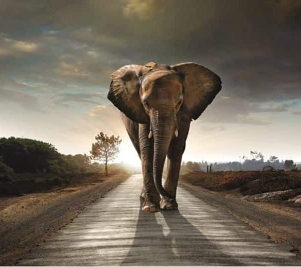 Schilderij Elephant walking on road glans aluminium