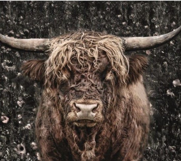 Schilderij Brown Cow glans aluminium