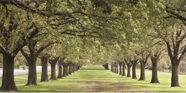 Schilderij Trees Summer mat aluminium