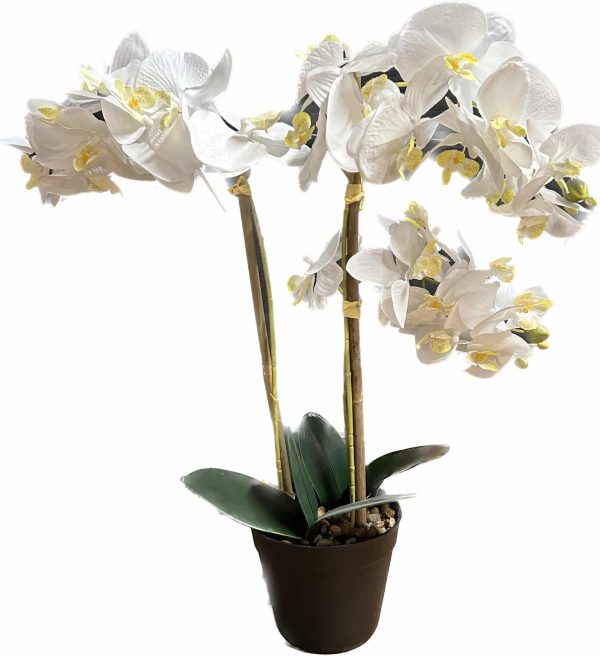 Zijdeplant in pot Orchidee wit