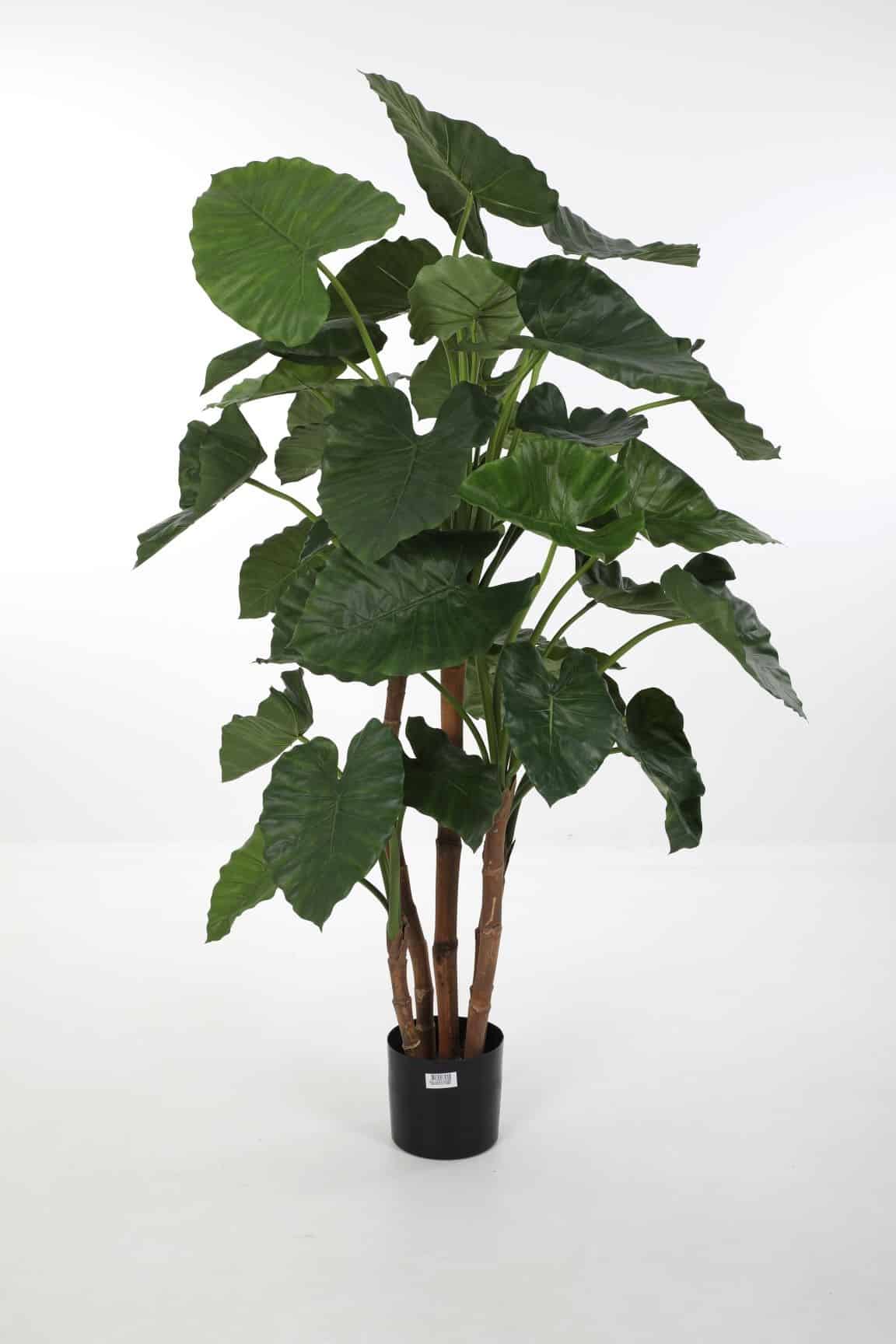 Zijdeplant in pot Alocasia Calidora/ Olifantsoor