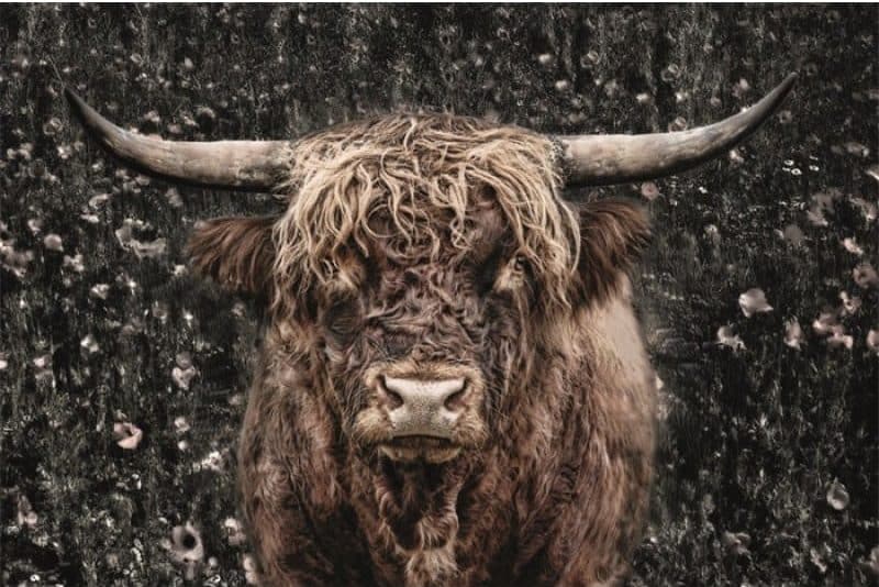 Schilderij Brown Cow glans aluminium
